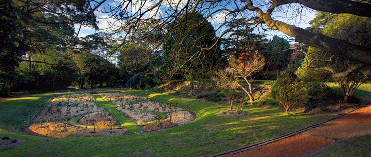 Rose garden