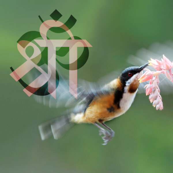 Sanskrit Bird 2026 600x600